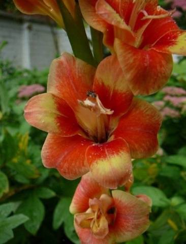 Fertilizers for gladioli