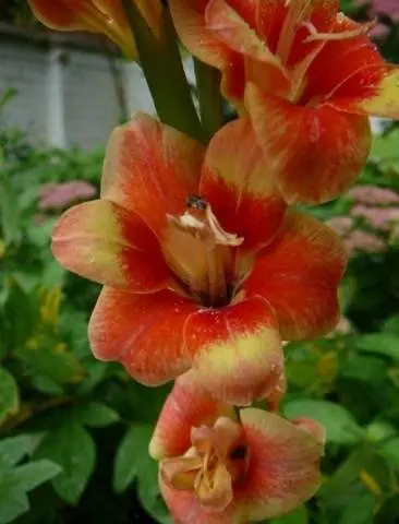 Fertilizers for gladioli