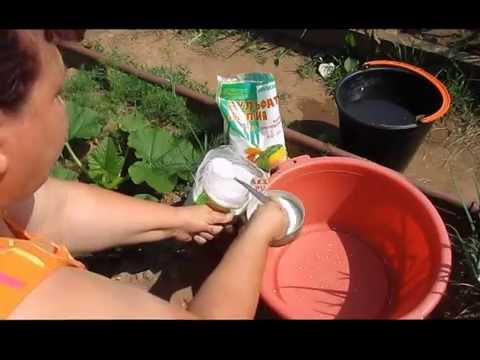 Fertilizers for gladioli