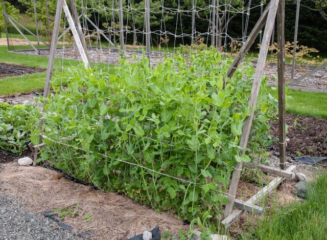 Fertilizers for peas in the open field in spring