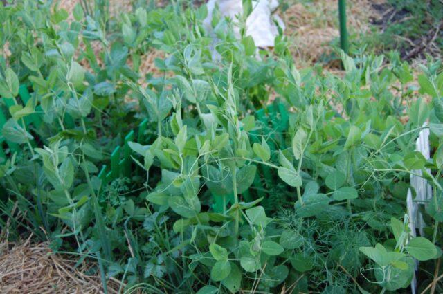 Fertilizers for peas in the open field in spring