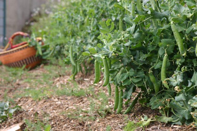 Fertilizers for peas in the open field in spring