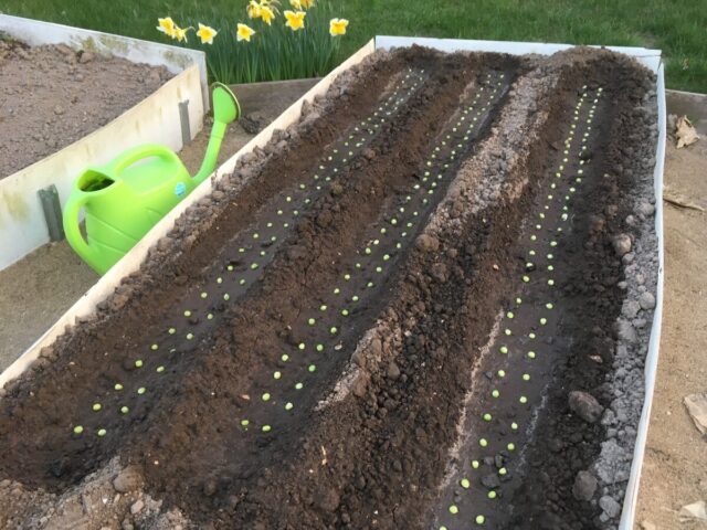 Fertilizers for peas in the open field in spring