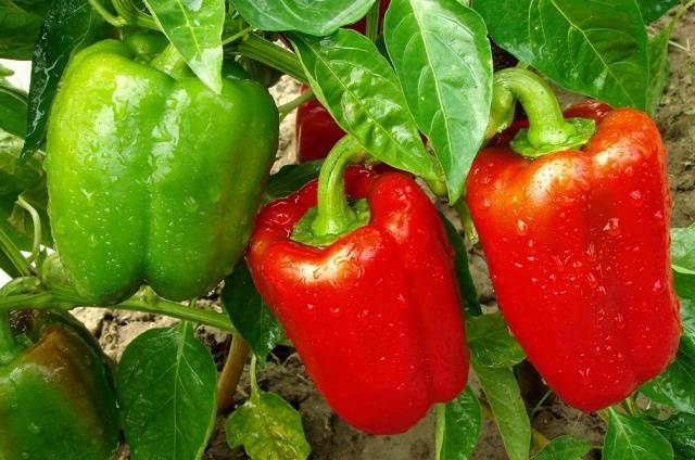 Fertilizers for peppers in the greenhouse 