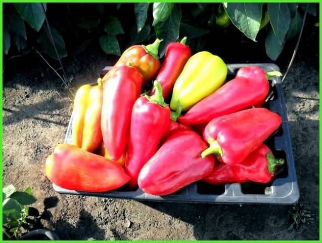 Fertilizers for peppers in the greenhouse 