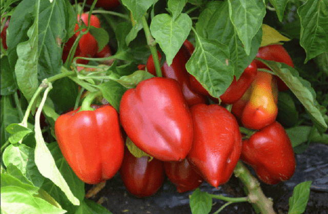 Fertilizers for peppers in the greenhouse 