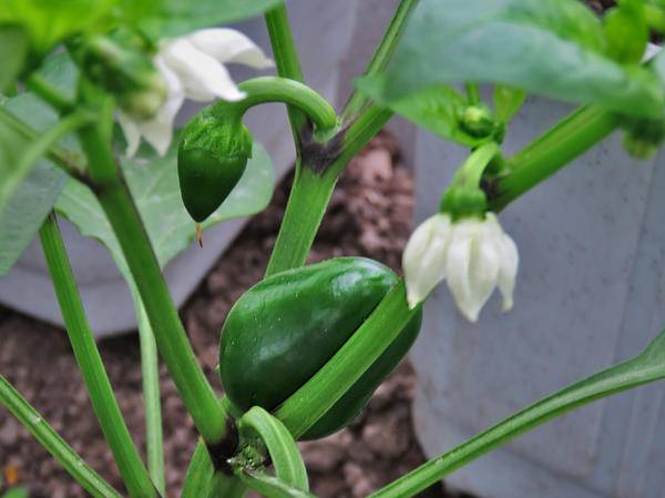 Fertilizers for peppers in the greenhouse 