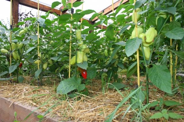 Fertilizers for peppers in the greenhouse 