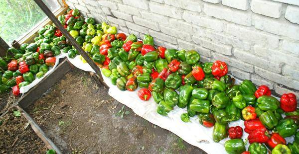 Fertilizers for peppers in the greenhouse 