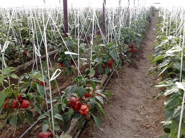 Fertilizers for peppers in the greenhouse 