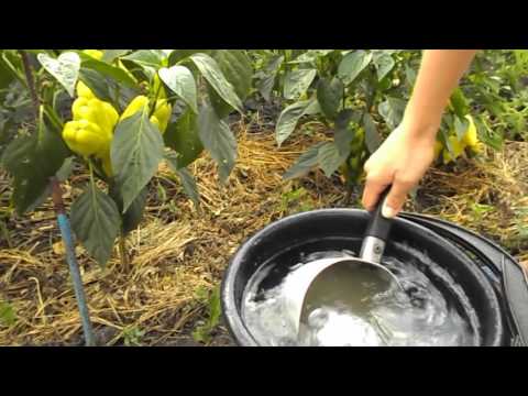 Fertilizers for peppers in the open field