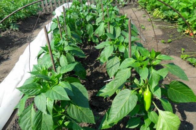 Fertilizers for peppers in the open field