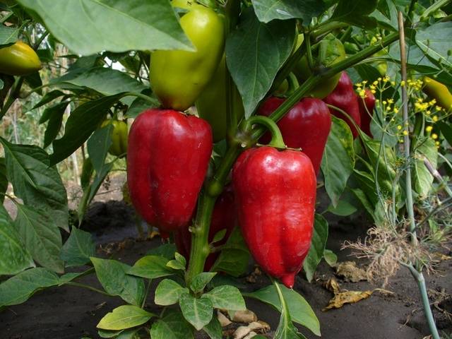 Fertilizers for peppers in the open field