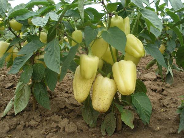 Fertilizers for peppers in the open field