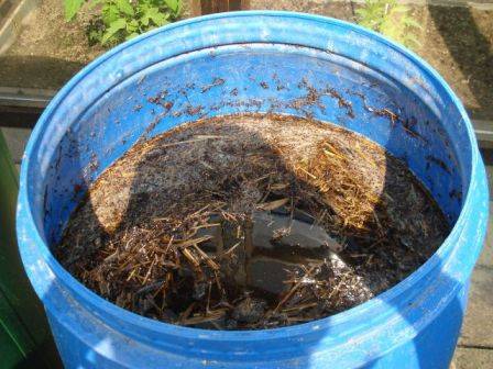 Fertilizers for peppers in the open field