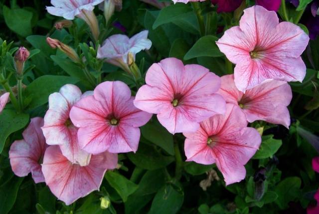 Fertilizers for petunias for abundant flowering