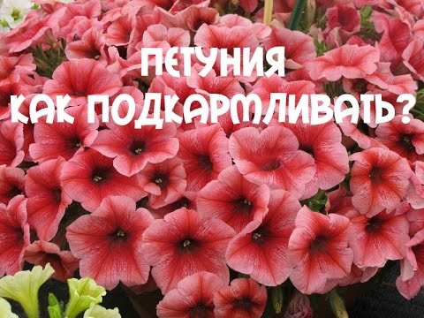 Fertilizers for petunias for abundant flowering