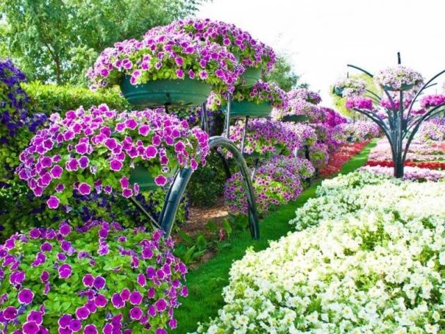 Fertilizers for petunias for abundant flowering