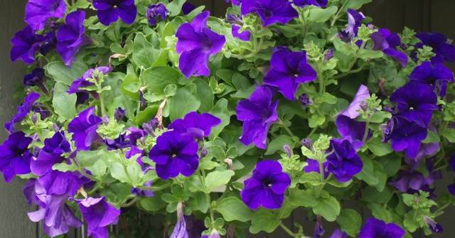 Fertilizers for petunias for abundant flowering