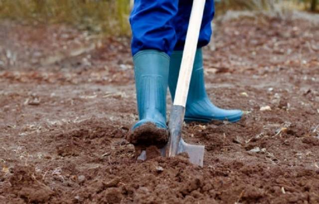 Fertilizers for planting garlic in the fall