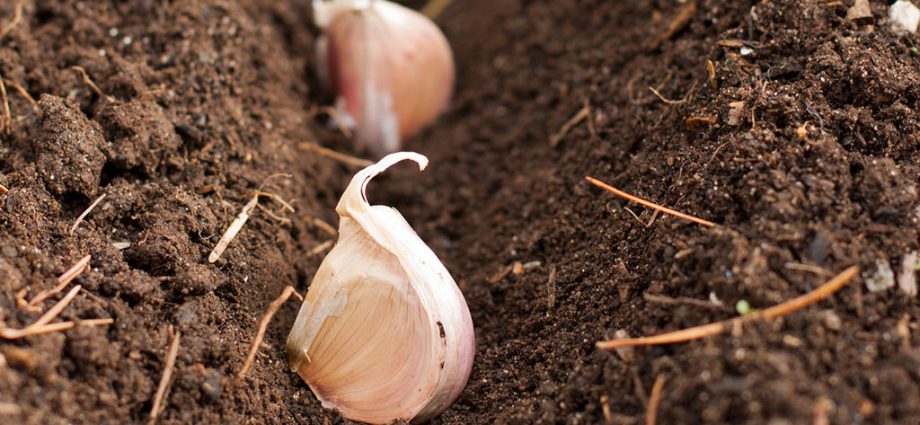 Fertilizers for planting garlic in the fall