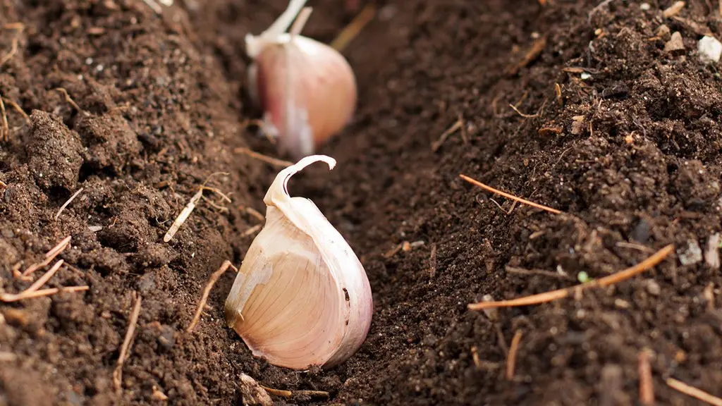 Fertilizers for planting garlic in the fall