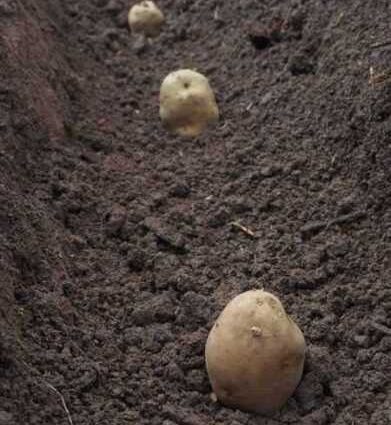 Fertilizers for potatoes when planting in a hole: what to apply