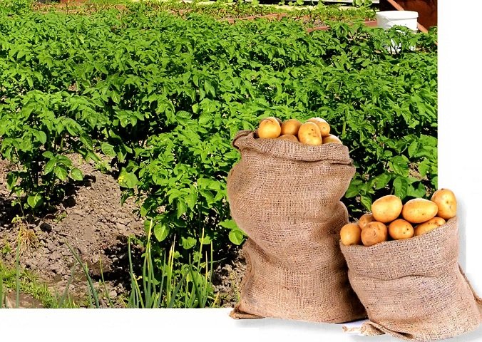 Fertilizers for potatoes when planting in a hole: what to apply