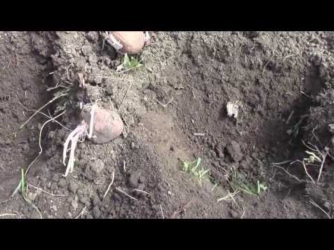 Fertilizers for potatoes when planting in a hole: what to apply