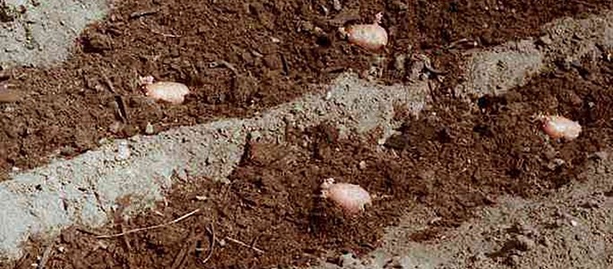 Fertilizers for potatoes when planting in a hole: what to apply