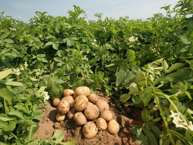 Fertilizers for potatoes when planting in a hole: what to apply