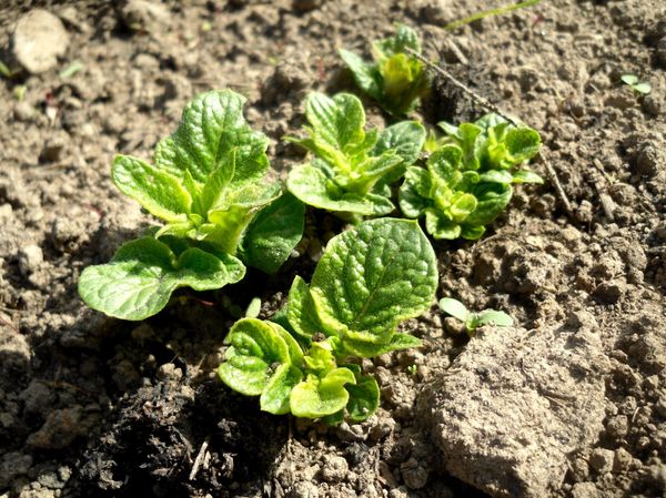 Fertilizers for potatoes when planting in a hole: what to apply