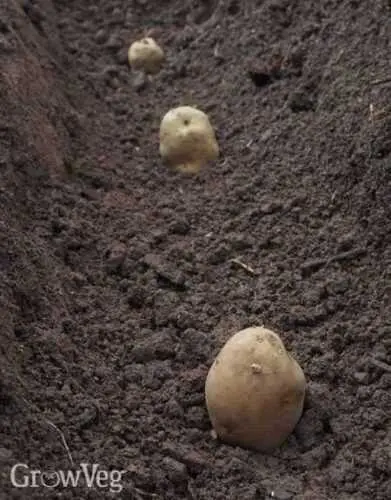 Fertilizers for potatoes when planting in a hole: what to apply