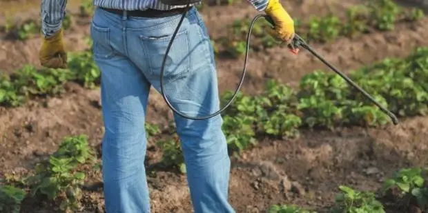 Fertilizers for remontant strawberries