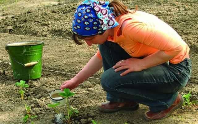 Fertilizers for remontant strawberries