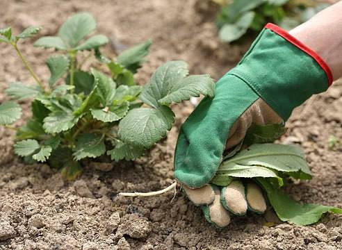 Fertilizers for remontant strawberries