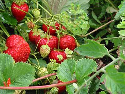 Fertilizers for remontant strawberries