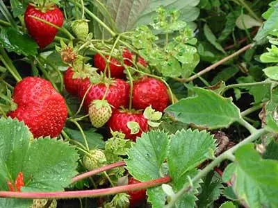 Fertilizers for remontant strawberries