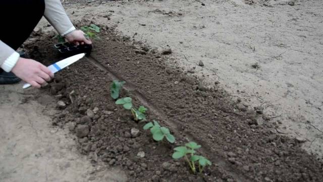 Fertilizers for remontant strawberries