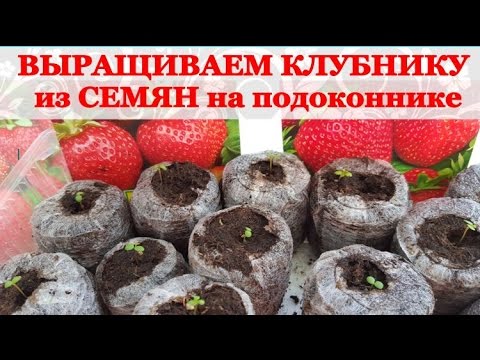 Fertilizers for remontant strawberries