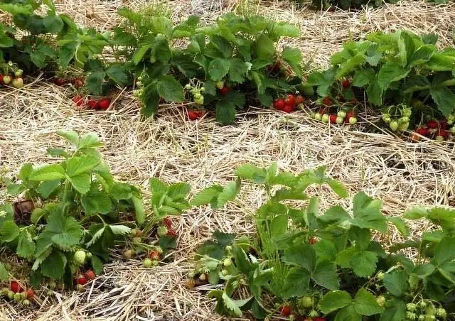 Fertilizers for remontant strawberries