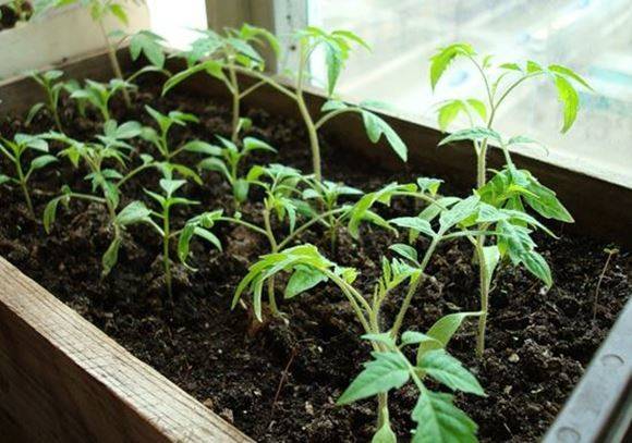 Fertilizers for tomato growth