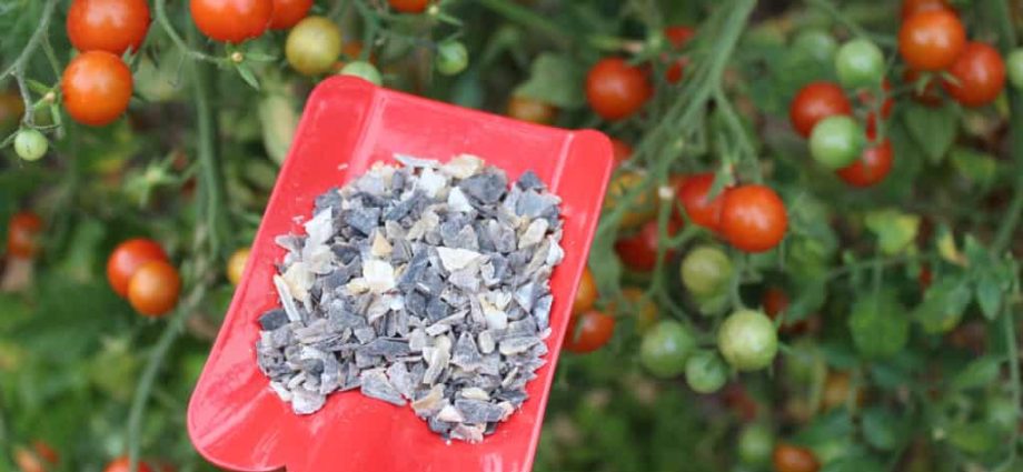 Fertilizers for tomato growth