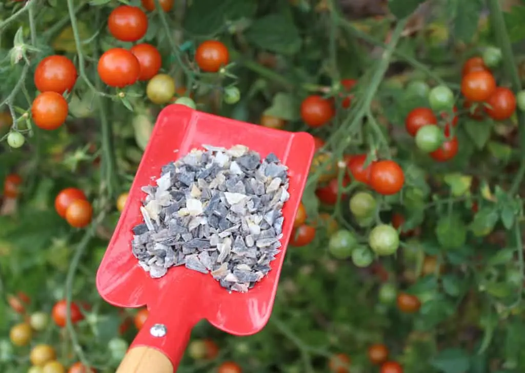 Fertilizers for tomato growth