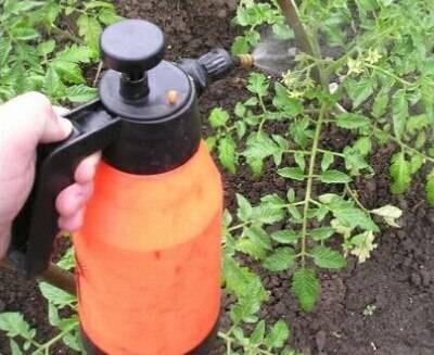 Fertilizers for tomatoes in the open field