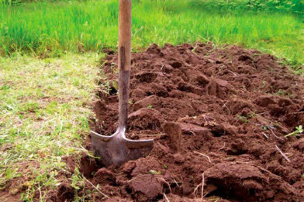 Fertilizers for tomatoes in the open field