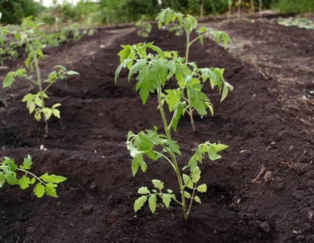 Fertilizers for tomatoes in the open field