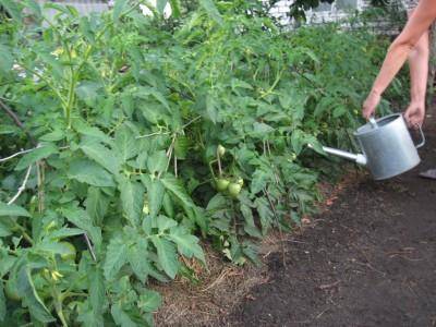 Fertilizers for tomatoes in the open field