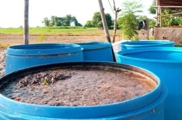 Fertilizers for tomatoes in the open field