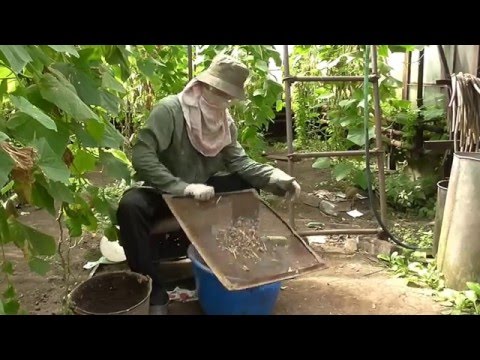 Fertilizers for tomatoes in the open field